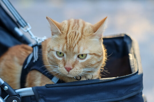 A cute orange cat is out for a stroll in a blue pet stroller on an autumn day. The cat is observing its surroundings attentively.