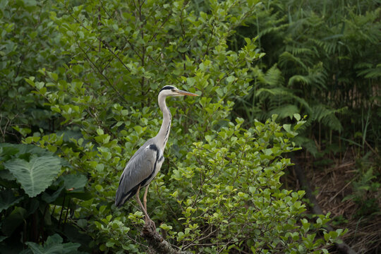 Close-up macro of a heron perched on a wooden branch at Soustons canal, Landes.