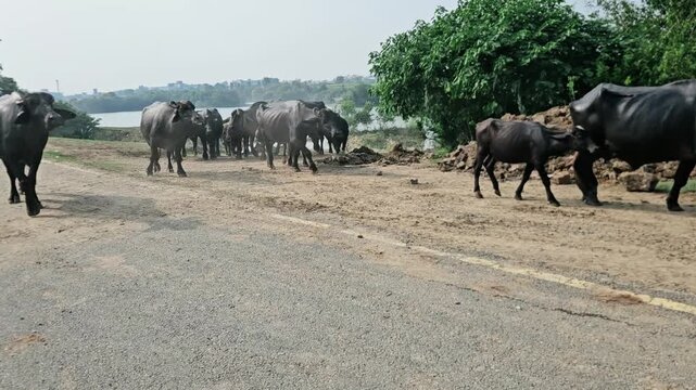 This video shows a large herd of water buffaloes accompanied by a herder walking along a rural road near a body of water. The scene captures traditional village life, livestock farming, and the moveme