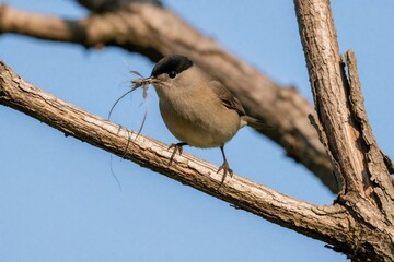 Fototapeta premium Blackcap bird lands on bare branch holding nesting material. Small songbird prepares nest with grass strands in beak. Wild creature rests on wood twig outdoors.