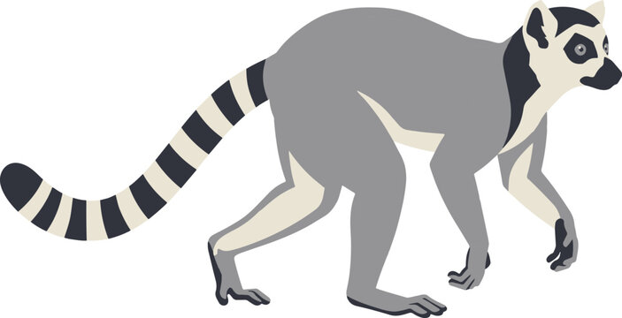 Ring tailed lemur walking on all fours in side view isolated on white background