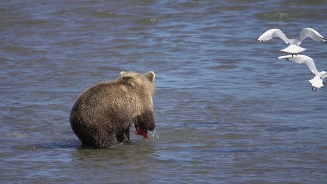 View of a brown bear catching a salmon in the shallow waters of Kurile Lake, Ust-Bolsheretsky District, Kamchatka Krai, Russia.
