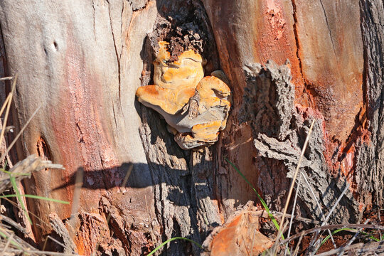 des champignons sur le tronc de l arbre