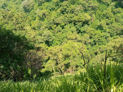 Vista a&eacute;rea de un espeso bosque tropical con densa vegetaci&oacute;n verde y &aacute;rboles bajo la luz del sol.
