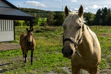 Two beautiful horses eating in a field © Richard Nantais