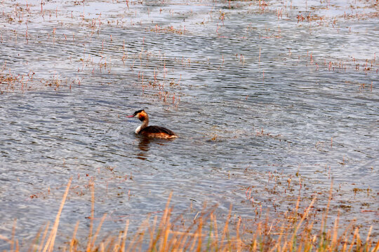 un canard p&eacute;cheur sur le lac