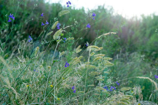 Delicate foxtail grass and purple wildflowers illuminated by warm golden sunlight in a natural meadow, creating a soft summer atmosphere