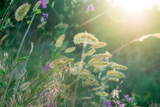 Delicate foxtail grass and purple wildflowers illuminated by warm golden sunlight in a natural meadow, creating a soft summer atmosphere