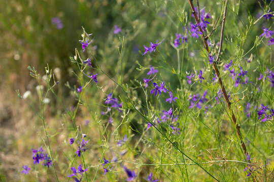 Delicate purple wildflowers growing among tall grasses, creating a peaceful summer meadow scene with soft sunlight and a blurred background.