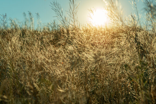 Dry wild grass and delicate seed heads illuminated by warm golden sunlight at sunset in a natural meadow. The soft backlight creates a dreamy summer atmosphere with glowing grasses