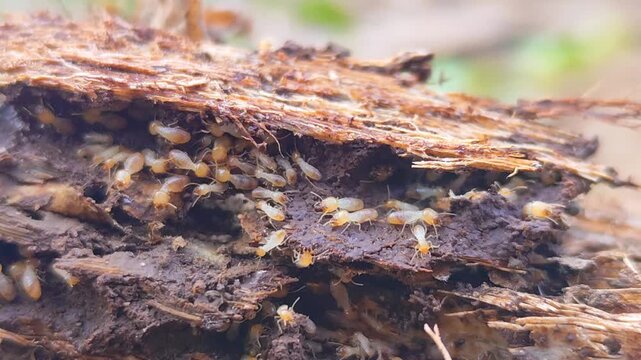 A termite mound structure with the texture of a decaying tree trunk. A cluster of termites set against a natural blurred background.