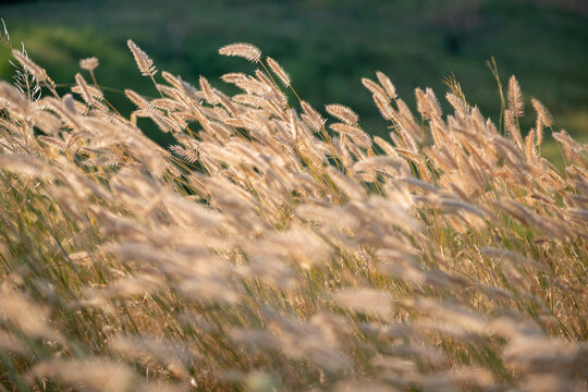 Golden foxtail grass and delicate seed heads illuminated by warm evening sunlight in a summer meadow. Soft backlighting creates a glowing, dreamy atmosphere with shallow depth of field