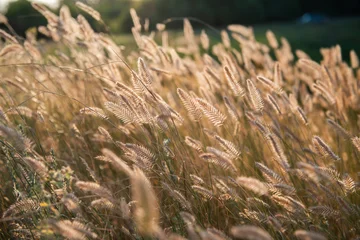 Golden foxtail grass and delicate seed heads illuminated by warm evening sunlight in a summer meadow. Soft backlighting creates a glowing, dreamy atmosphere with shallow depth of field © Khorzhevska