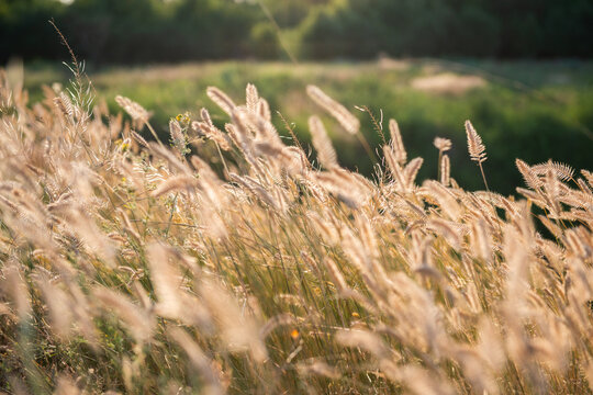 Golden foxtail grass and delicate seed heads illuminated by warm evening sunlight in a summer meadow. Soft backlighting creates a glowing, dreamy atmosphere with shallow depth of field