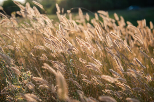 Golden foxtail grass and delicate seed heads illuminated by warm evening sunlight in a summer meadow. Soft backlighting creates a glowing, dreamy atmosphere with shallow depth of field