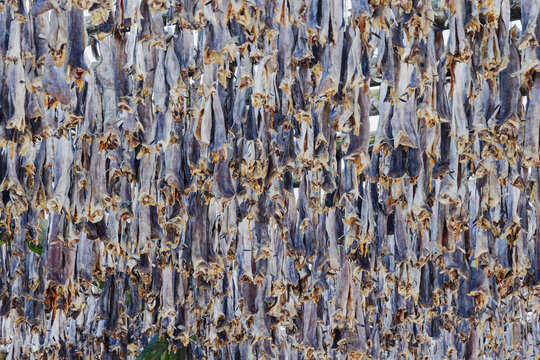 Cod drying on wooden racks in henningsvaer, Norway