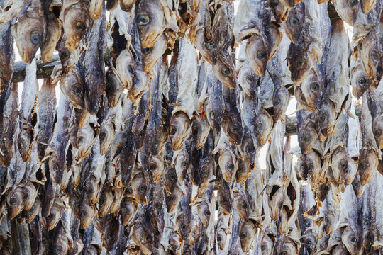 Cod fish Drying on Wooden Racks in henningsvaer, Lofoten, Norway