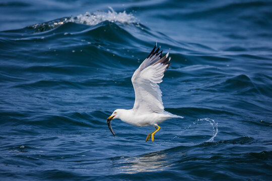 Herring gull catching Fish over ocean waves in a beach