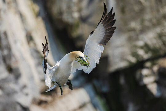 Northern gannet flying with nesting material