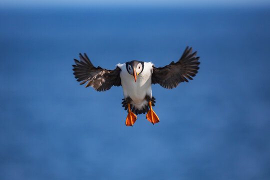 Atlantic Puffin flying with wings spread near elliston