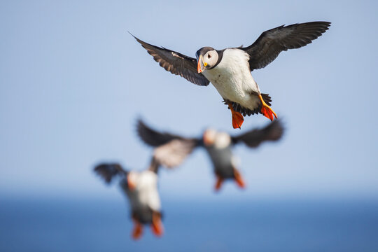 Puffin flying over sea in elliston Newfoundland & labrador Canada