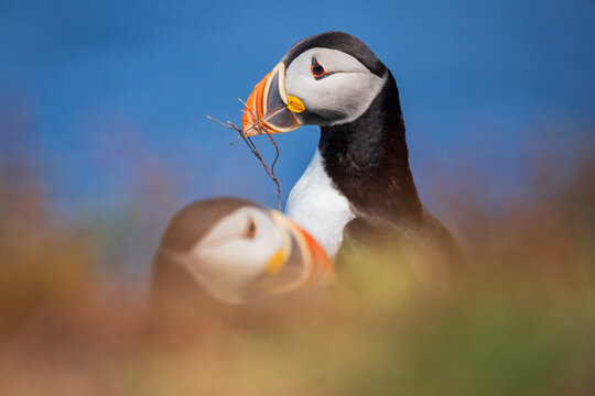 Puffin courting a mate with a twig in elliston