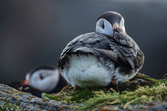 Two puffins resting on rocky ledge in Newfoundland & labrador