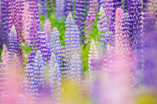 Lupines blooming in colorful field in summerford