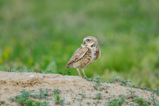 Burrowing Owl perched on sandy ground in prairie dog state park kansas