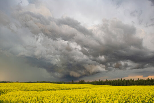 Severe Storm clouds over Canola Field in warburg alberta Canada