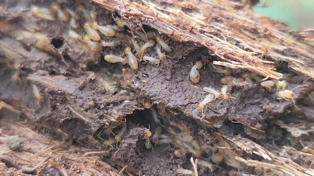 A termite mound structure with the texture of a decaying tree trunk. A cluster of termites set against a natural blurred background.