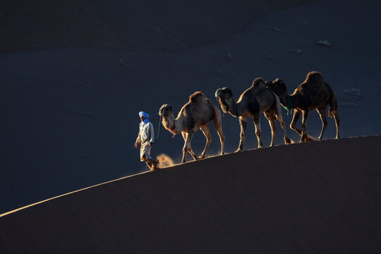 Berber guide walking camel caravan on sand dunes