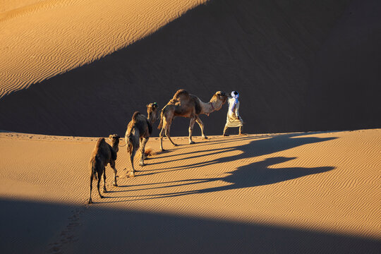 Camel herder walking camels in the chaggaga sand dunes Morocco desert