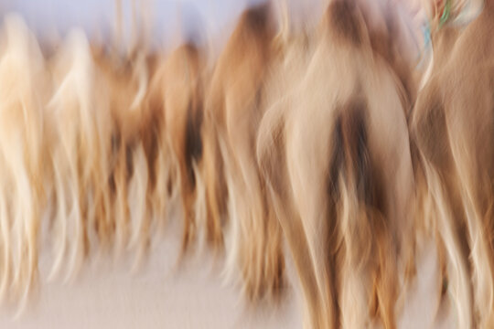 Rear view of camel herd moving with intentional camera blur