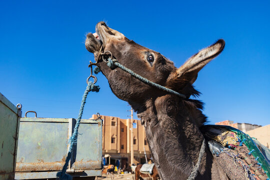 Donkey Portrait raising head in rural town of rissani Morocco