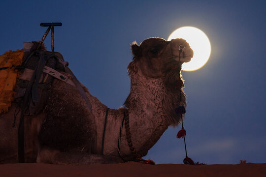 Camel resting on a sand dune at Moonrise in Merzouga Morocco