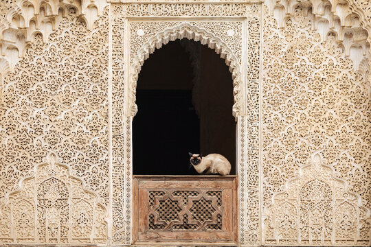 Siamese cat inside the Medresa El Bouanania carved archway in fes
