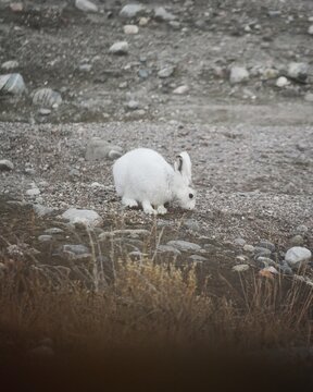 Arctic Hare in White Coat on Rocky Tundra
