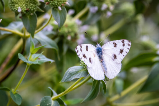 Checkered White aka Southern Cabbage Butterfly (Pontia protodice).