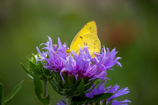 Orange Sulphur aka Alfalfa Butterfly (Colias eurytheme) on a purple bloom.