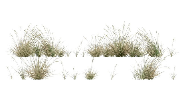 Wild dry grass clumps isolated on white background, green ornamental plant tufts, landscaping vegetation cutout for architectural rendering