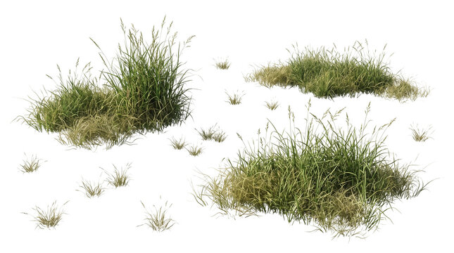 Green grass tufts isolated on white background, wild meadow grass clumps for architectural visualization, natural field vegetation elements