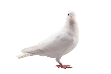 Obraz premium White dove standing, side view, isolated on transparent background (PNG)