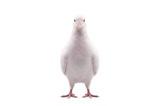 White dove standing, front view, isolated on transparent background (PNG)