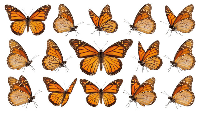 Monarch butterfly collection on white background, set of 15 orange butterflies in various flight poses, vibrant insect specimens for nature design