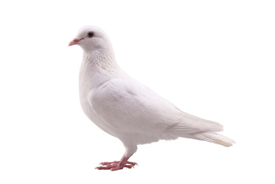 White dove standing, side view, isolated on transparent background (PNG)