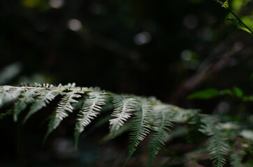 Green fern frond polypodiopsida in dark forest nature background bokeh © Angela