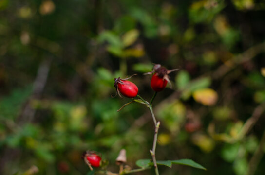 Red rose hip fruit branch Rosa canina wild bush in forest nature shot