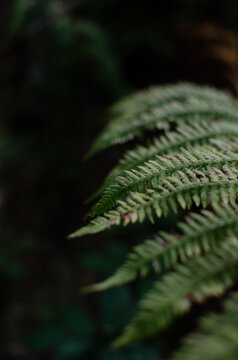 Green fern frond polypodiopsida plant leaf in dark forest nature view