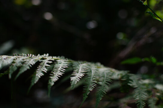 Green fern frond polypodiopsida in dark forest nature background bokeh